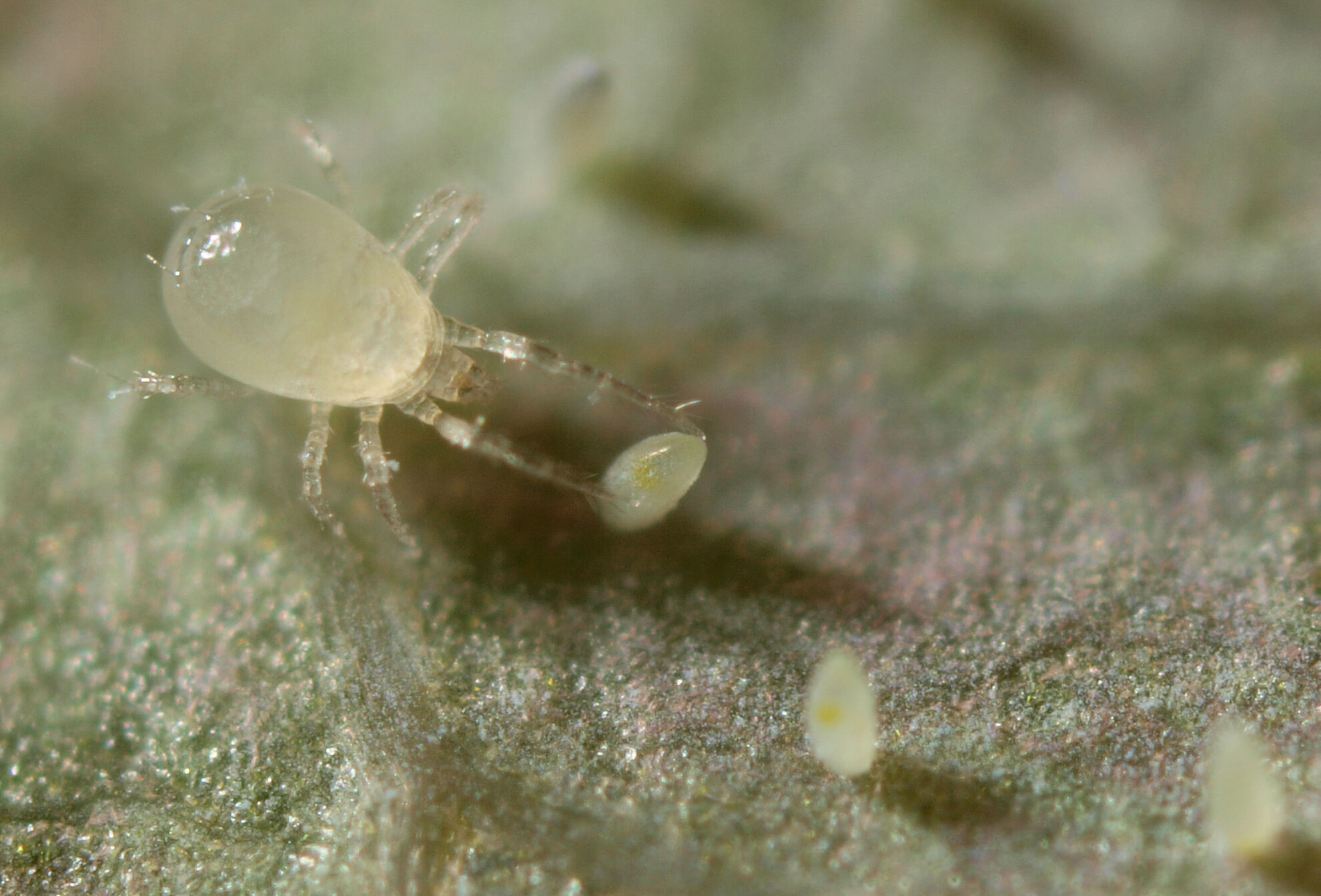 biologische bestrijding van trips