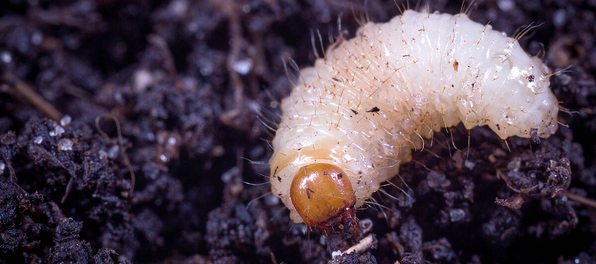 Larva of the Vine weevil Otiorhynchus sulcatus